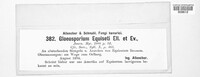 Gloeosporium equiseti image